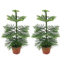 Plant in a Box Araucaria Heterophylla - x2 - Pin de Norfolk - Pot 14cm - Hauteur 45-55cm 