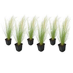 Plant in a Box Stipa tenuifolia 'Pony Tails' - Set de 6 - Graminées - Pot 9cm - Hauteur 20-30cm