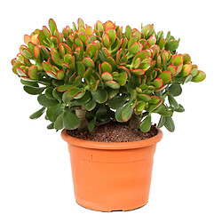 Plant in a Box Crassula ovata 'Sunset' M - Plante d'intérieur - Succulente - 17cm - H30-35cm