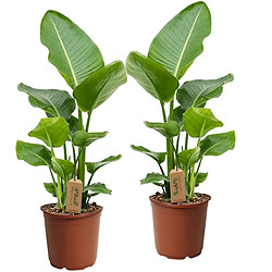 Plant in a Box Strelitzia Nicolai Plante Oiseau de Paradis - Set de 2 - 17cm - Hauteur 55-70cm