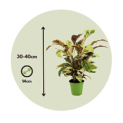 Plant in a Box Calathea 'Jaune fusion' - Purificateur d'air - Pot 14cm - Hauteur 30-40cm