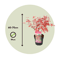 Plant in a Box Acer palmatum 'Beni Maiko' - Érable japonais - Pot 19cm - Hauteur 60-70cm