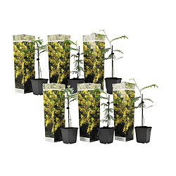 Plant in a Box Acacia dealbata 'Mimosa' - Set de 6 - Pot 9cm - Hauteur 25-40cm 