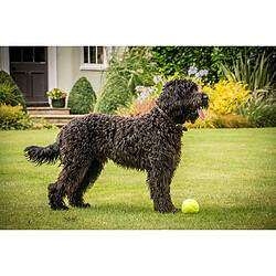 Petface Ensemble Balles de Tennis pour Chiens, 12 pièces