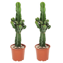 Plant in a Box Euphorbia Eritrea - Set de 2 - Cowboy Cactus - Pot 17cm - Hauteur 50-60cm