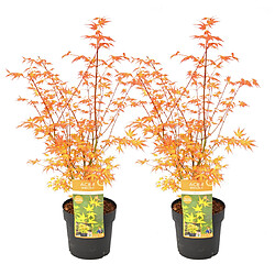 Plant in a Box Acer palmatum 'Katsura' - Lot de 2 - Erable japonais - Pot 19cm -Hauteur 60-70cm