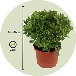 Plant in a Box Crassula ovata 'Minor' L - Plante d'intérieur - Succulente - 23cm - H45-50cm