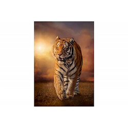 Puzzle 1500 pièces Clementoni High Quality Tiger