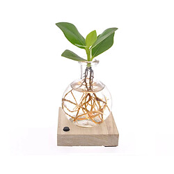 Plant in a Box LED mini clusia - Culture hydroponique - Plante dans l'eau