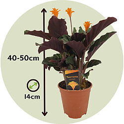 Plant in a Box Calathea Crocata - Purificateur d'air - Pot 14cm - Hauteur 40-50cm