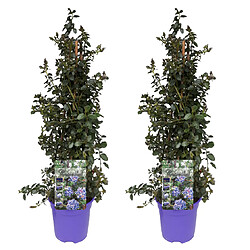 Plant in a Box Ceanothus thyrsiflorus Repens - Set de 2 - Arbuste - Pot 17cm - Hauteur 60-70cm