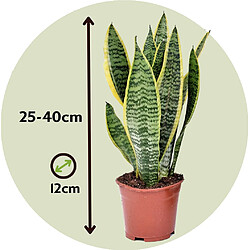 Plant in a Box Sansevieria Laurentii - Set de 2 Langue de belle-mère - 12cm - Hauteur 30-40cm