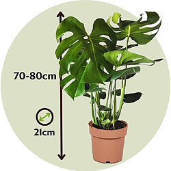 Plant in a Box Monstera deliciosa - Hauteur 70-80cm - Plante Gruyère - Pot 21cm