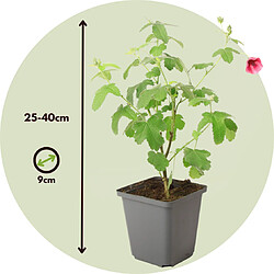 Plant in a Box Anisodontea capensis - Lavatère du Cap - x3 - Rose - 9cm - Hauteur 25-40 cm