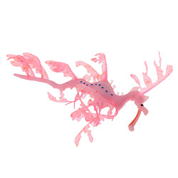 artificiel doux effet lumineux feuille mer dragon aquarium poisson réservoir décor rouge pas cher