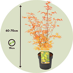 Plant in a Box Acer palmatum 'Katsura' - Erable japonais - Pot 19cm - Hauteur 60-70cm