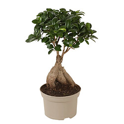 Plant in a Box Bonsaï Ficus Ginseng - Plante d'intérieur - Pot 12cm - Hauteur 30-40cm