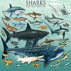 Avis Eurographics Sharks Puzzle 1000 piAces, Bleu