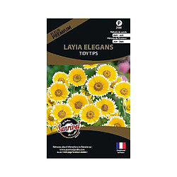 Sanrival Graines de fleurs premium Layia elegans platyglossa