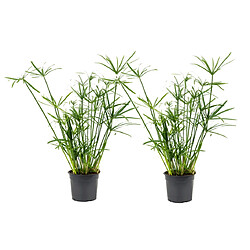 Plant in a Box Cyperus alternifolius - Set de 2 - Pot 14cm - Hauteur 40-50cm