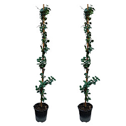 Plant in a Box Jasminoides Star of Toscane - Set de 2 - Jasmin - Pot 17cm - Hauteur 110-120cm