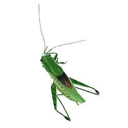 Réactif réaliste pot cintres réfrigérateur aimant coloré décor de jardin katydid pas cher