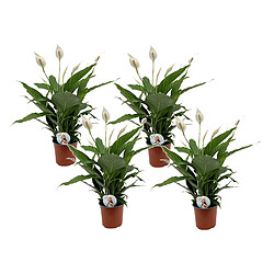 Plant in a Box Spathiphyllum Lima 'lys de la paix' - Set de 4 - Pot 17cm - Hauteur 60-75cm