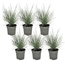 Plant in a Box Festuca glauca 'Elijah Blue' - Set de 6 Festuca - Pot 9cm - Hauteur 10-15cm 