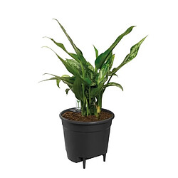 ELHO Self-watering Insert 21 living noir