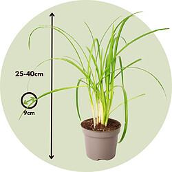 Plant in a Box Tulbaghia 'Knobikraut' - Ail des ours - Lot de 3 - 9 cm - Hauteur 15-25 cm