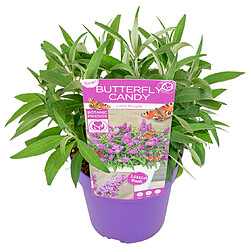 Plant in a Box Buddleja Candy 'Petit violet' - Buddleia - Arbuste - Pot 19cm - Hauteur 30-40cm