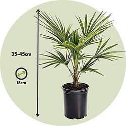 Plant in a Box Trachycarpus Fortunei - Palmier éventail - Pot 15cm - Hauteur 35-45cm