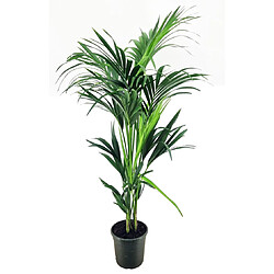 Plant in a Box Howea forsteriana - Kentia - Pot 21cm - Hauteur 130-140cm 