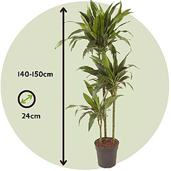 Plant in a Box Dracaena fragrans 'Janet Craig' - XXL - Pot 24 cm - Hauteur 140-150cm