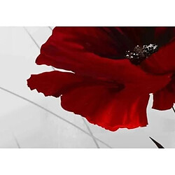 Avis @PRINTING MALL-Unframed 5 pcs Rouge Miracle Nature Fleurs Plantes Coquelicots Tableaux Photo Sur Toile Impression Sur Toile MC1281