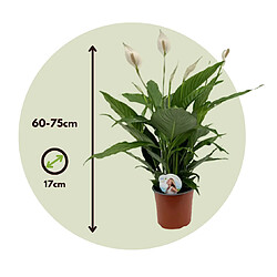 Plant in a Box Spathiphyllum Lima 'lys de la paix' - Set de 2 - Pot 17cm - Hauteur 60-75cm