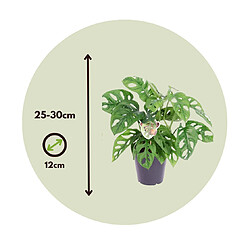 Plant in a Box Monstera Monkey-Mask - 12cm - Hauteur 20-30cm