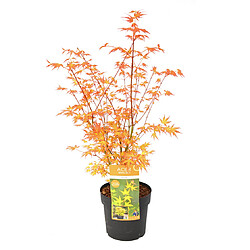 Plant in a Box Acer palmatum 'Katsura' - Erable japonais - Pot 19cm - Hauteur 60-70cm