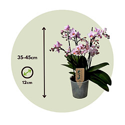 Plant in a Box Phalaenopsis Multiflora - Orchidée rose - Pot 12cm - Hauteur 35-45cm