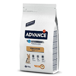 Affinity Advance Chien Race Yorkshire