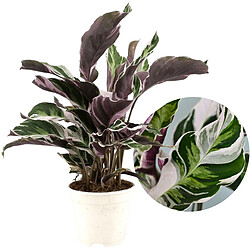 Plant in a Box Calathea 'Blanc Fusion' - Purificateur d'air - Pot 14cm - Hauteur 30-40cm 