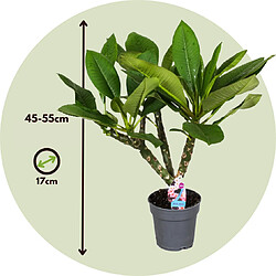 Plant in a Box Plumeria Frangipani Hawaii - Set de 2 - Pot 17cm - Hauteur 45-55cm