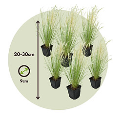 Plant in a Box Stipa tenuifolia 'Pony Tails' - Set de 6 - Graminées - Pot 9cm - Hauteur 20-30cm