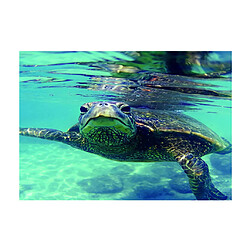 aquarium autocollant simple face arrière-plan autocollant tortue 122x61cm