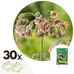 Plant in a Box Allium Nectaroscordum Siculum - Bulbes à Fleurs x30 - Rose 