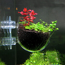 Avis Plante aquatique coupe pot aquarium aquarium aquascaping 6.5x7cm