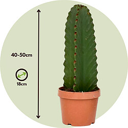 Plant in a Box Euphorbia Ingens 'cactus cowboy' - cactus - pot 18cm - hauteur 40-50cm