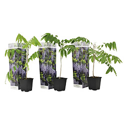 Plant in a Box Wisteria sinensis - Set de 3 - Pluie bleue - Pot 9cm - Hauteur 25-40cm