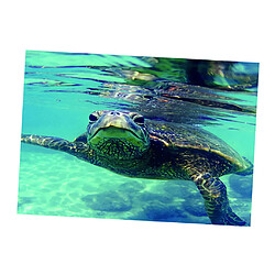 aquarium autocollant simple face arrière-plan autocollant tortue 61x30cm