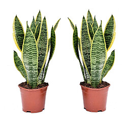 Plant in a Box Sansevieria Laurentii - Set de 2 Langue de belle-mère - 12cm - Hauteur 30-40cm